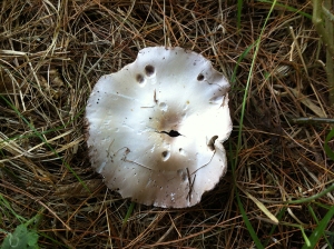 Meadow mushroom top small